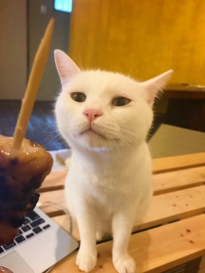 Auberge de jeunesse Mad Cat & Bar